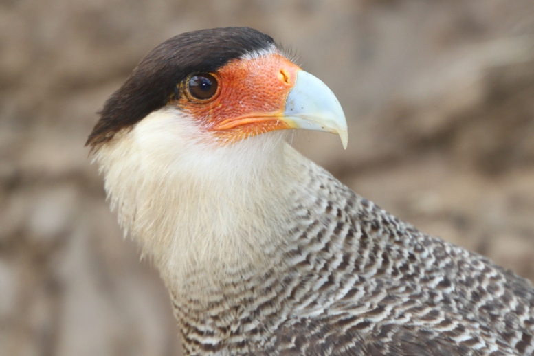 caracara